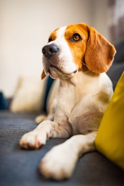 Beagle dog rahat bir kanepede uzanmaktan yoruldu. Sevimli köpek arkaplanı