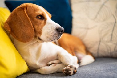 Beagle dog rahat bir kanepede uzanmaktan yoruldu. Sevimli köpek arkaplanı