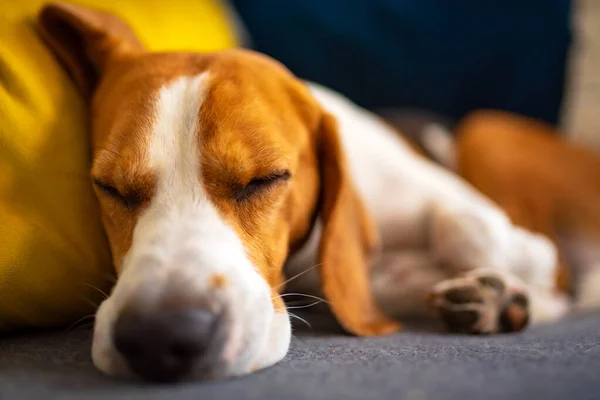 Beagle perro cansado duerme en un sofá acogedor. Adorable fondo canino —  Fotos de Stock