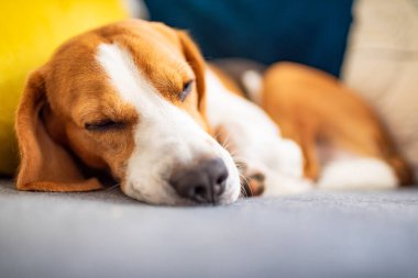 Beagle dog yorgun rahat bir kanepede uyur. Sevimli köpek arkaplanı