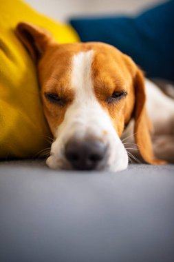 Beagle dog yorgun rahat bir kanepede uyur. Sevimli köpek arkaplanı