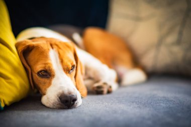 Beagle dog yorgunluğu komik bir pozisyonda rahat bir koltukta uyur. Sevimli köpek arkaplanı