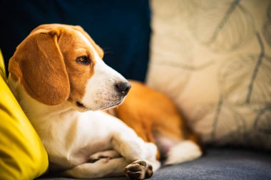 Beagle dog rahat bir kanepede uzanmaktan yoruldu. Sevimli köpek arkaplanı