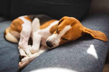 Beagle dog yorgunluğu komik bir pozisyonda rahat bir koltukta uyur. Sevimli köpek arkaplanı