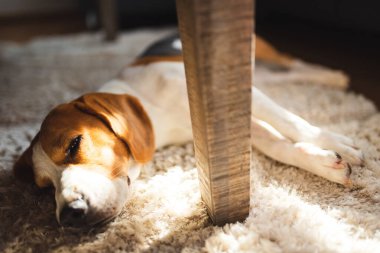Beagle köpeği halı zemininde masanın altında yatmaktan yoruldu. Sevimli köpek arkaplanı