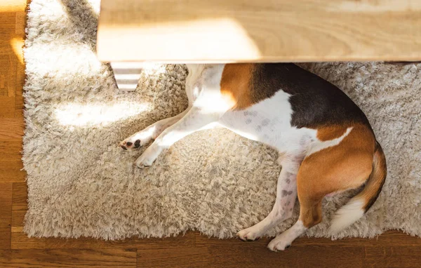 Beagle dog tired lying down under a table on the carpet floor. Adorable canine background, top view. — Stock Photo, Image