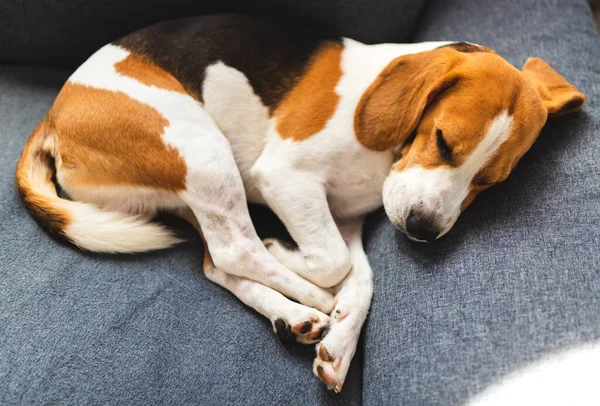 ビーグル犬疲れカール面白い位置に居心地の良いソファの上で眠る。愛らしい犬の背景 — ストック写真