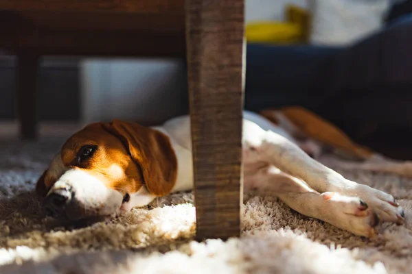 Beagle Hund müde unter einem Tisch auf dem Teppichboden liegend. entzückender Hundehintergrund — Stockfoto