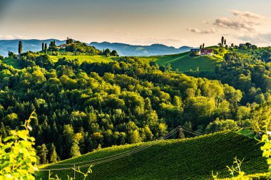 Güney Styria 'daki ünlü şarap caddesinden Avusturya' nın Toskana 'daki üzüm bağı tepeleri gibi manzarası.
