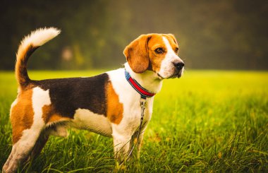 Sonbaharda yağmurdan sonra çılgın gibi koşarken yeşil bir tarlanın arka planındaki av köpeği.