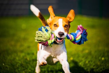 Av köpeği gibi zıplıyor ve oyuncak ile kameraya doğru koşuyor.