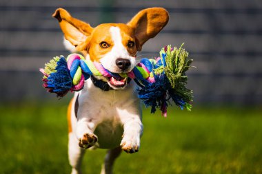 Av köpeği gibi zıplıyor ve oyuncak ile kameraya doğru koşuyor.