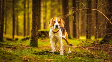 Sonbahar ormanında oturan av köpeği. Sığ arkaplan ile portre
