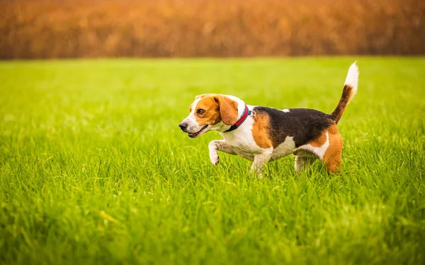 Beagle perro en el fondo de un campo verde en el otoño después de la lluvia mientras corre como loco — Foto de Stock