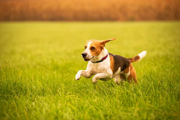 Anjing beagle di latar belakang lapangan hijau di musim gugur setelah hujan sambil berlari seperti orang gila — Stok Foto