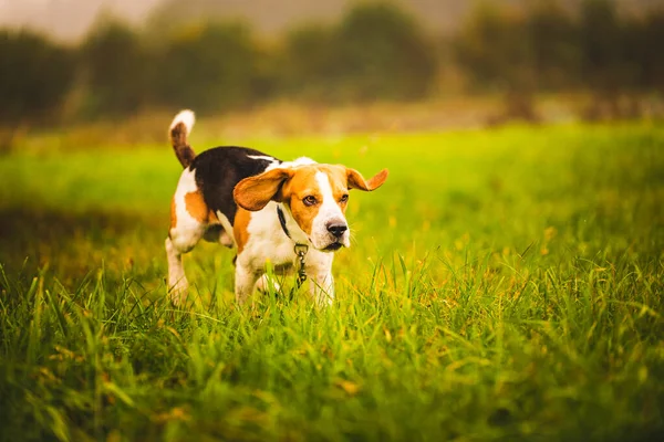 Cane Beagle sullo sfondo di un campo verde in autunno dopo la pioggia mentre correva come un pazzo — Foto Stock
