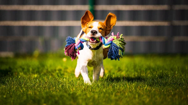 Beagle koira hyppii ja juoksee kuin hullu lelu ulkona kohti kameraa — kuvapankkivalokuva
