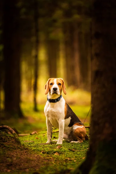 Pies gończy siedzi w jesiennym lesie. Portret z płytkim tłem — Zdjęcie stockowe