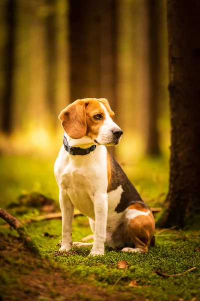 El perro beagle sentado en el bosque de otoño. Retrato con fondo poco profundo — Foto de Stock