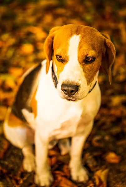 O cão beagle sentado na floresta de outono. Retrato com fundo raso — Fotografia de Stock