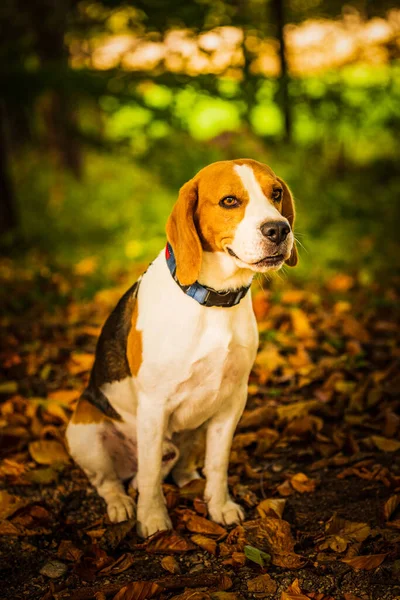 Il cane beagle seduto nella foresta autunnale. Ritratto con sfondo poco profondo — Foto Stock