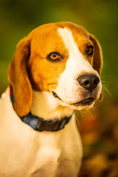 El perro beagle sentado en el bosque de otoño. Retrato con fondo poco profundo —  Fotos de Stock