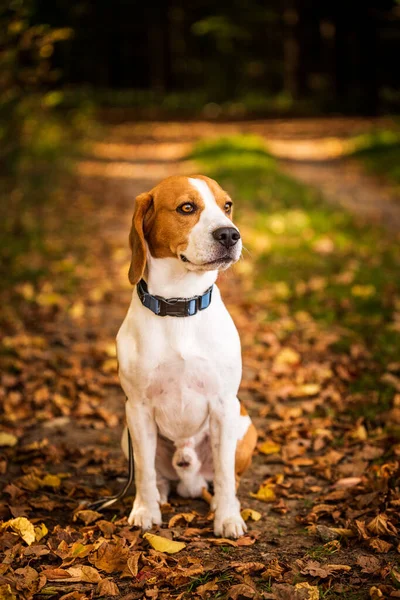 Il cane beagle seduto nella foresta autunnale. Ritratto con sfondo poco profondo — Foto Stock