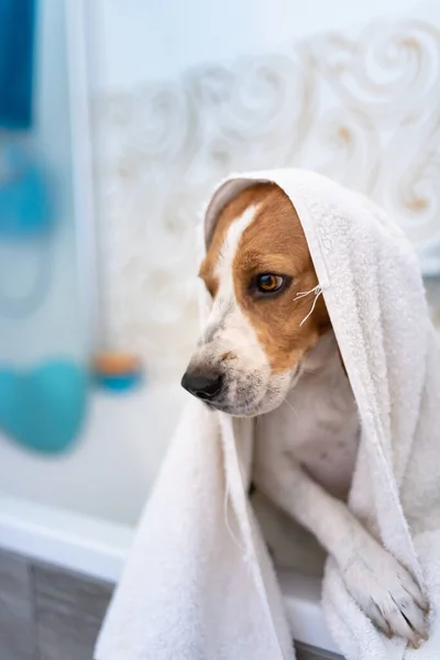 Nervózní bíglí pes ve vaně ve sprše. Pes nemá rád vodní lázně koncept. — Stock fotografie