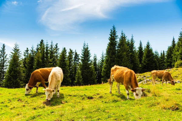 Çayırda otlayan inek sürüsü. Fotoğraf Graz, Avusturya Shockl Dağı 'nda çekildi..