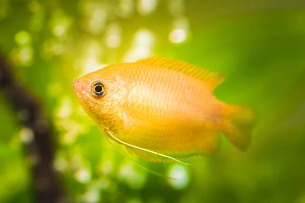 Bal gourami Trichogaster chuna tropikal akvaryum balığı akvaryumda. akvaryum konsepti