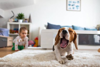 Halıda sallanan sevimli av köpeği. Bebek arka planda dört ayak üstünde.