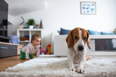 Halıdaki sevimli av köpeği. Bebek arka planda dört ayak üstünde.