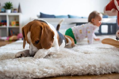 Halıdaki sevimli av köpeği. Bebek arka planda dört ayak üstünde.