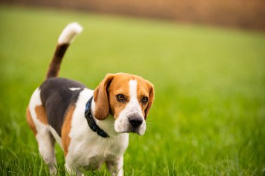 Mutlu Beagle köpeği sonbaharda kırsal alanda yeşil çimlerde koşuyor..