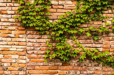 Sarmaşık bitkisi, kırmızı tuğla duvar dokusu..