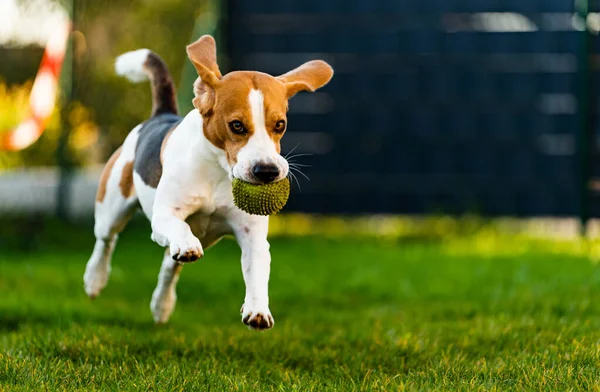 Beagle pies zabawy w ogrodzie na zewnątrz biegać i skakać z piłką w kierunku kamery — Zdjęcie stockowe