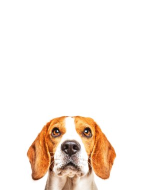 Beyaz arka planda Beagle köpeğinin portresi.