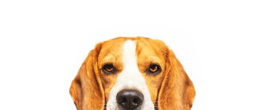 Beyaz arka planda Beagle köpeğinin portresi.