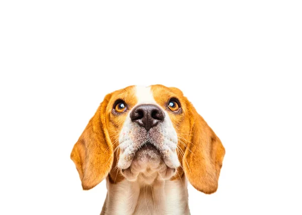 Close-up of Beagle dog, portrait, in front of white background — Stock Photo, Image