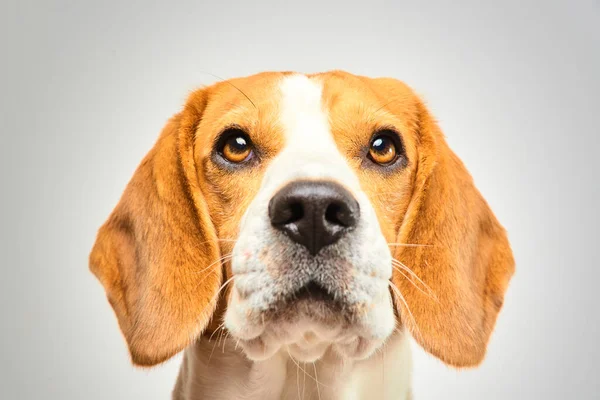 Zbliżenie psa rasy Beagle, portret, przed białym tłem — Zdjęcie stockowe