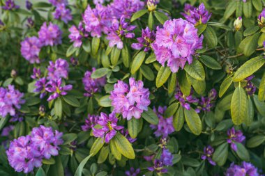 Yeşil çalı üzerinde bahar menekşesi resmi, soyut yumuşak çiçek arkaplanı