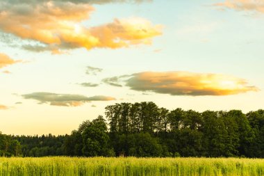 Kırsal bölgedeki yeşil mısır gevreği tarlasının üzerinde renkli pastel gökyüzü. Tarım doğada