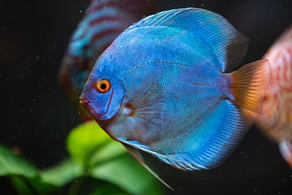 Hermoso Azul Vibrante Disco Pescado Una Pecera —  Fotos de Stock