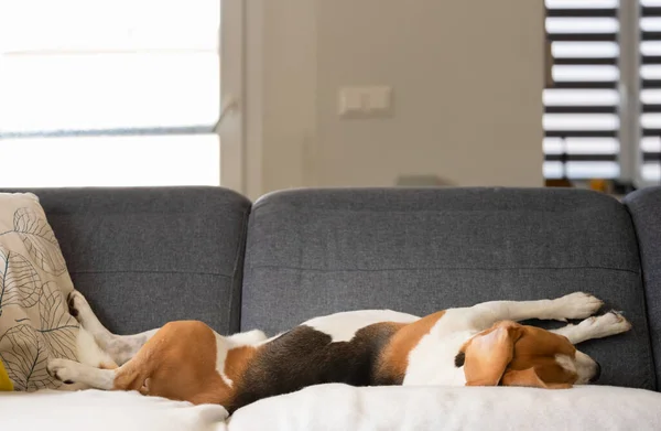 Beagle Cão Adormecendo Descansar Pouco Posição Engraçada Belo Retrato Cão — Fotografia de Stock