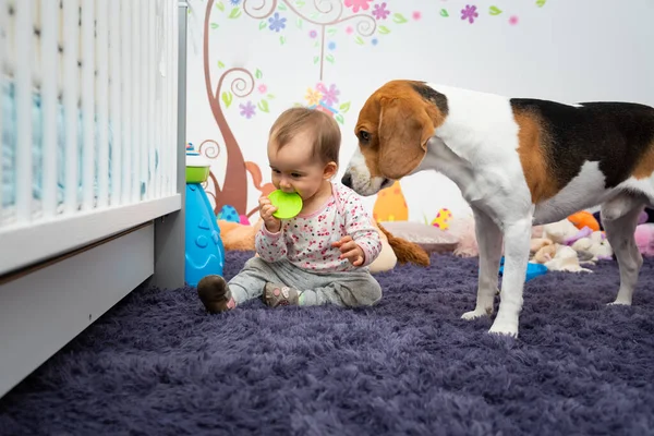 Ano Idade Menina Infantil Com Cão Quarto Mastigar Brinquedo Borracha — Fotografia de Stock