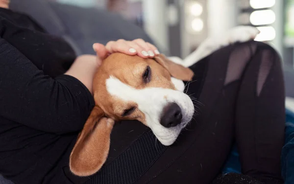 Junge Frau Sitzt Auf Sofa Und Streichelt Ihren Beagle Hund — Stockfoto