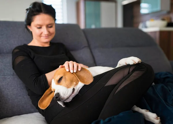 Junge Frau Sitzt Auf Sofa Und Streichelt Ihren Beagle Hund — Stockfoto