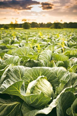 Gün batımında lahana tarlası. Avusturya 'nın kırsal kesimindeki tarım alanı
