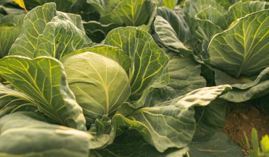 Gün batımında lahana tarlası. Avusturya 'nın kırsal kesimindeki güzel canlı tarım alanı