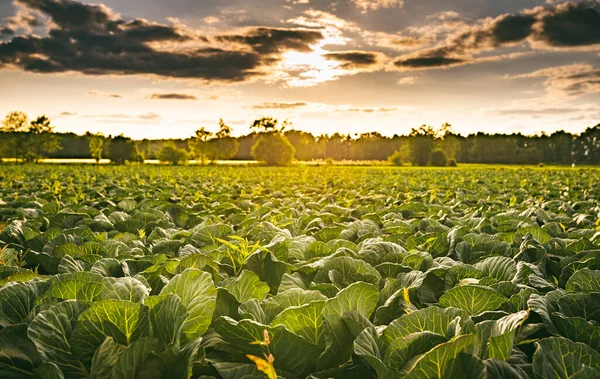 Kohlfeld Sonnenuntergang Landwirtschaft Ländlichen Raum Österreich — Stockfoto